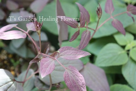 T’s Garden Healing Flowers‐クレマチス・レクタパープル