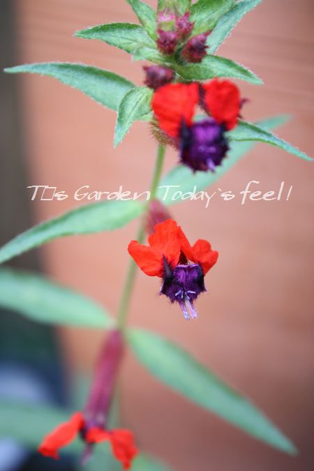 T’s Garden Healing Flowers‐クフェア・タイニーマイス