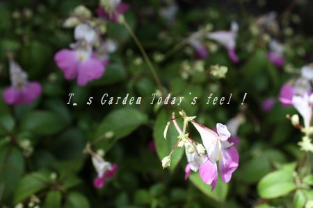 T’s Garden Healing Flowers‐源平ツリフネソウ