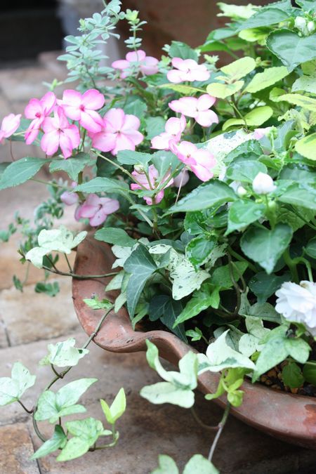 T’s Garden Healing Flowers‐インパチェンスの寄せ植え