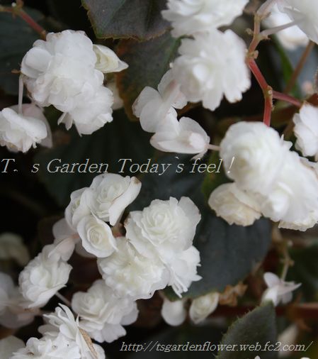 T’s Garden Healing Flowers‐ベコニア・ダブレット