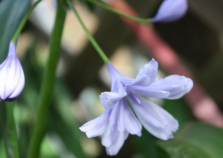 T’s Garden Healing Flowers‐アガパンサス八重ブルー